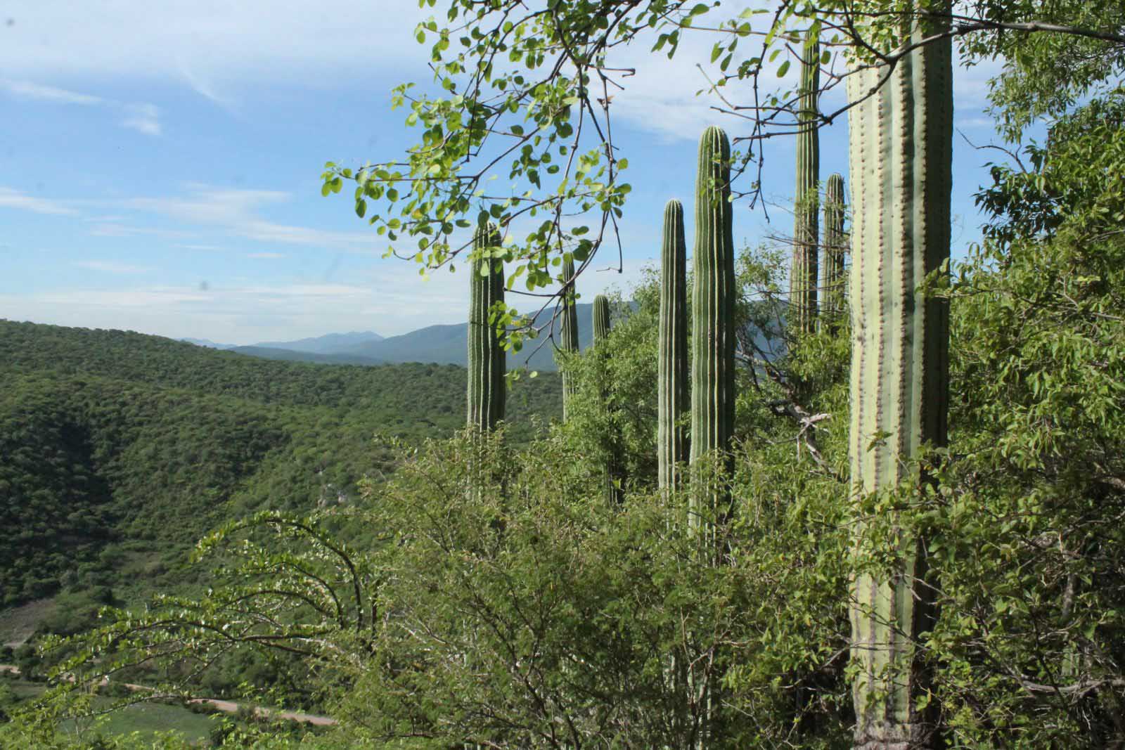 jiutepec-primer-ciudad-sustentable-mexico-morelos-desarrollo-urbano