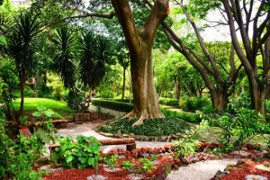 Jardín etnobotánico y Museo de Medicina Tradicional y Herbolaria
