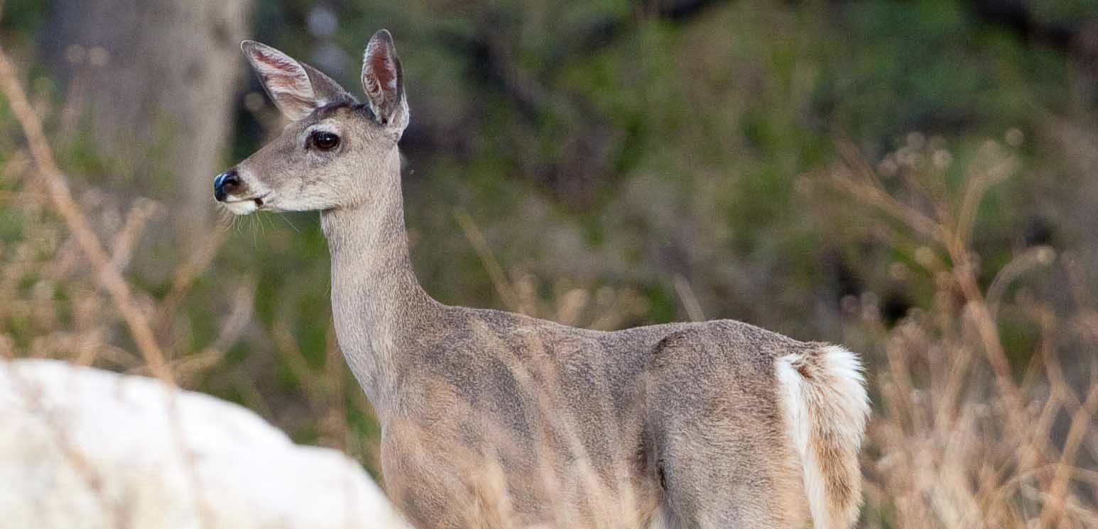 morelos-nepopualco-parque-venados-experiencias-naturaleza