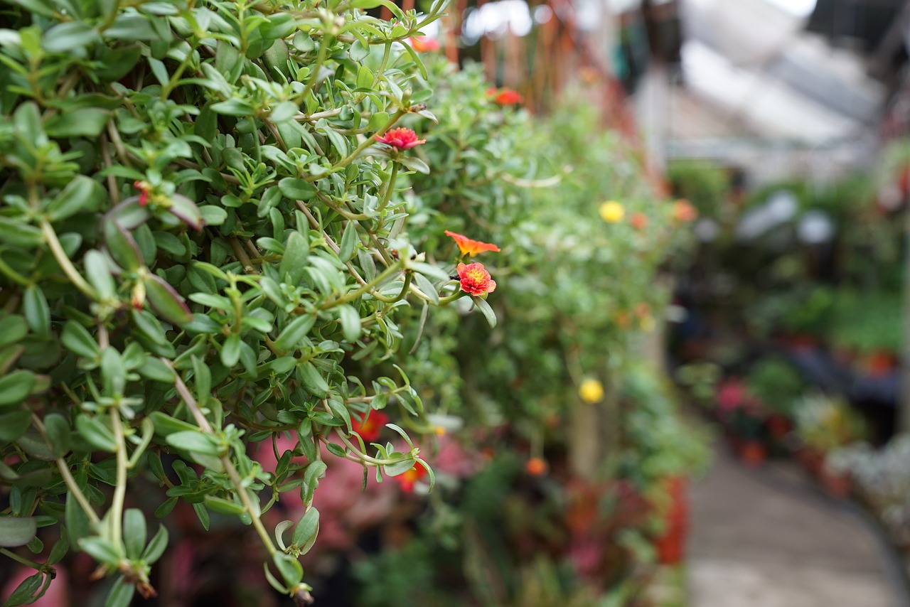 morelos-vivero-donde-comprar-plantas-nochebuenas