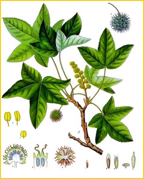 morelos-medicina-tradicional-plantas-medicinales-usos-tradiciones-prehispanicas