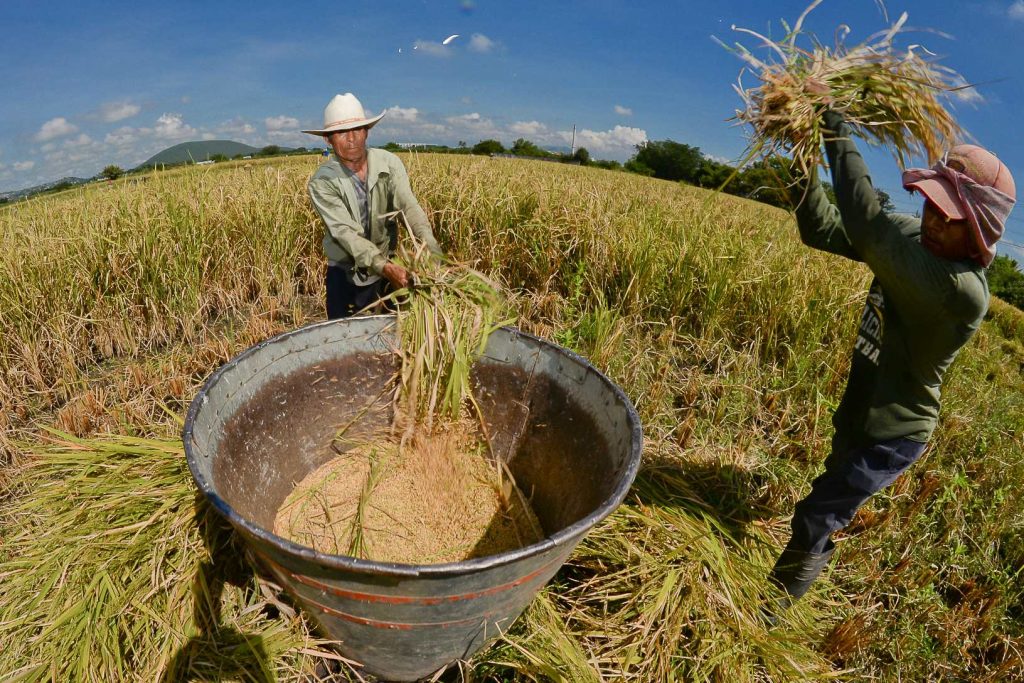 morelos-arroz-productores-sismo-jojutla-ayudar-mejores-marcas