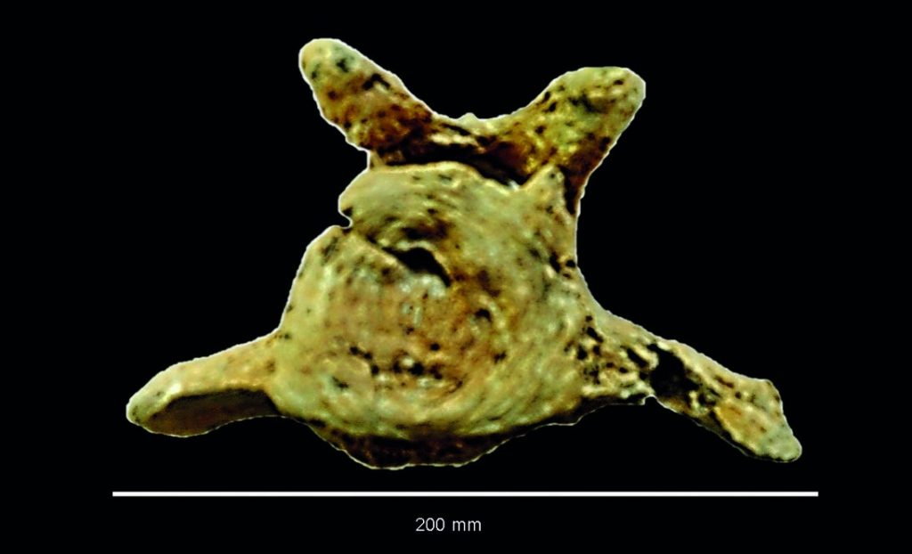 morelos-hallazgos-prehistoricos-fosiles-mamut-zonas-arqueologicas