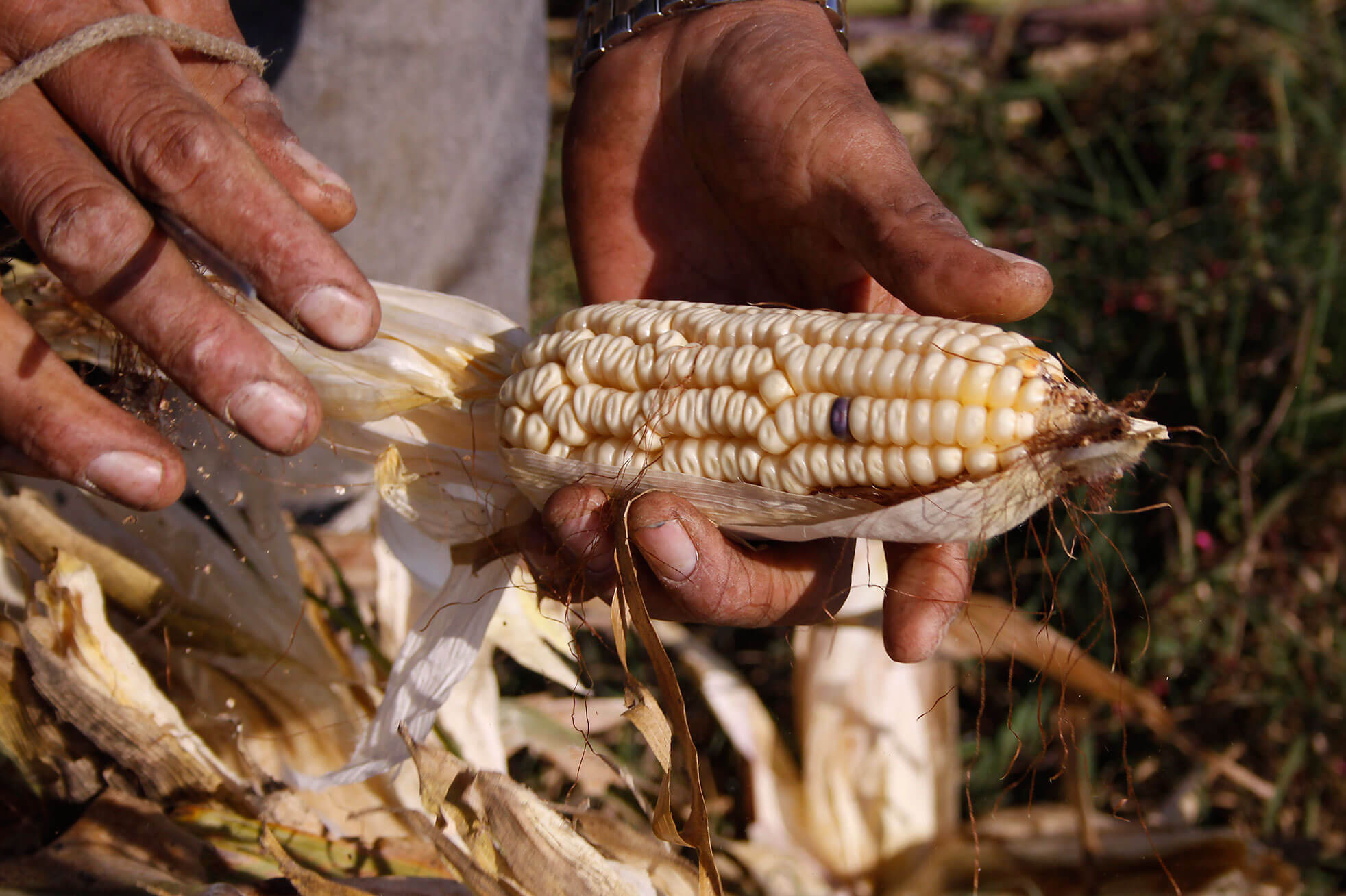 morelos-mexico-maiz-nativo-historia-importancia-milpa-documental