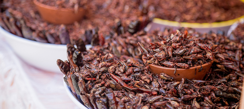 morelos-recetas-platillos-tipicos-morelenses-tacos-chapulines-receta-beneficios