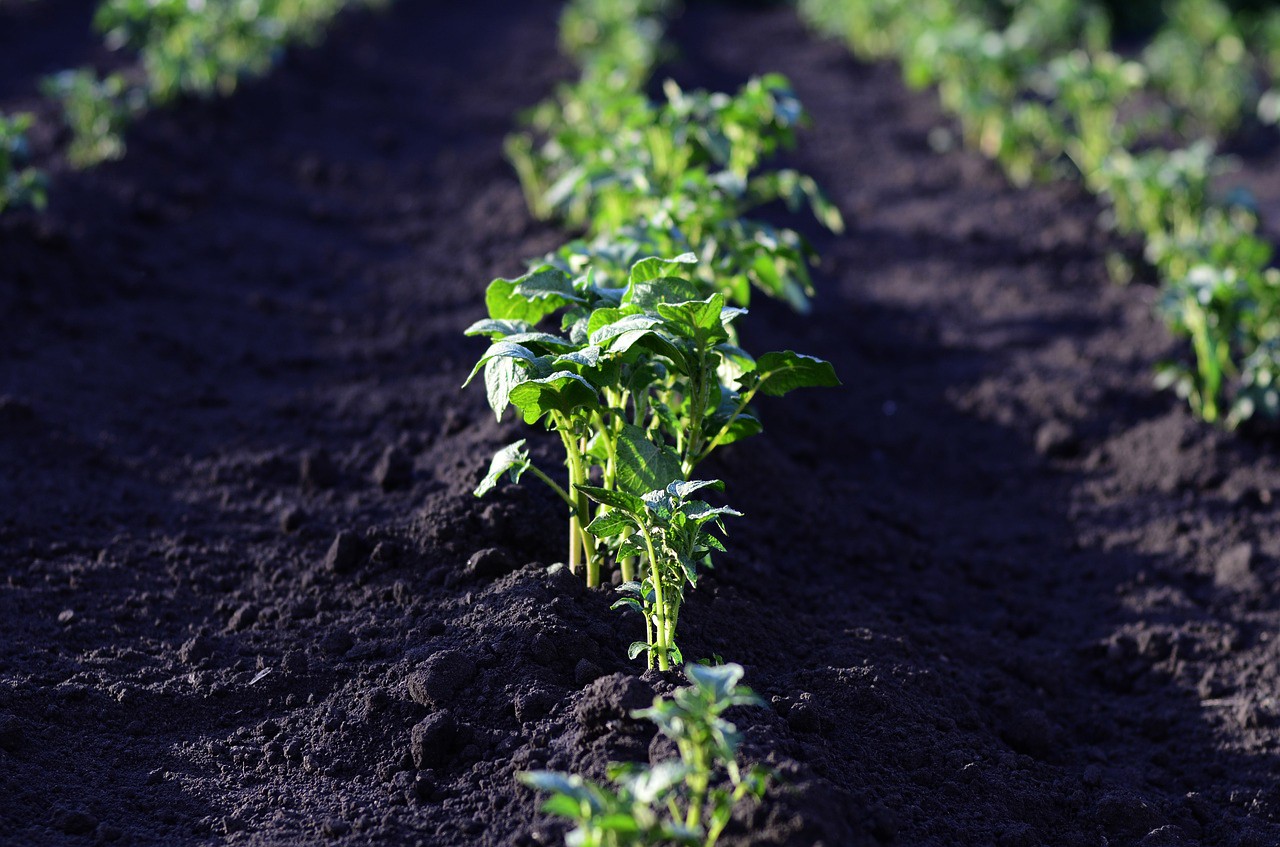 morelos-programas-sociales-seguridad-alimentaria-huertos-comunitarios-campo