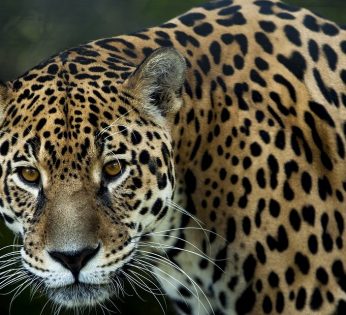 mexico-morelos-animales-morelenses-endemicos-peligro-extincion-acciones-proteccion